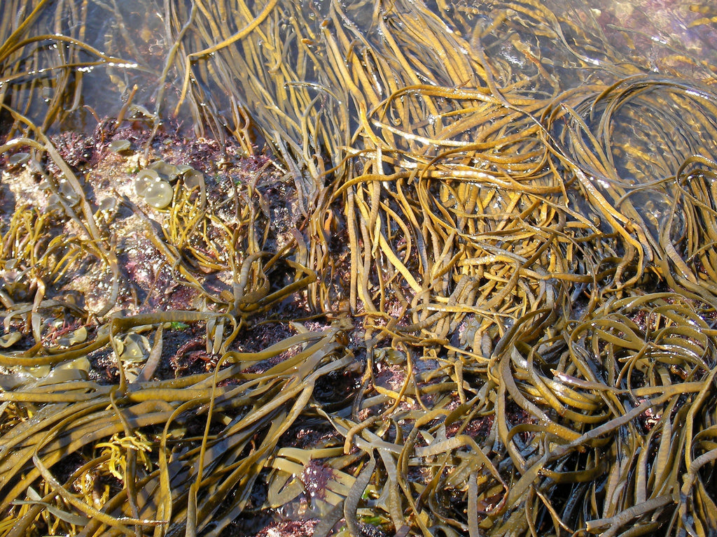 Sea Spaghetti: The Nutrient-Rich Sea Vegetable You Should Be Eating
