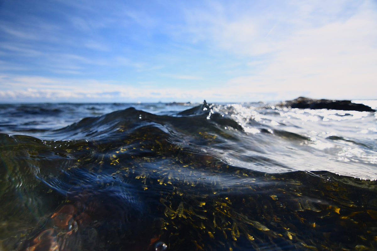 Atlantic surf and seaweed on the Brittany coast