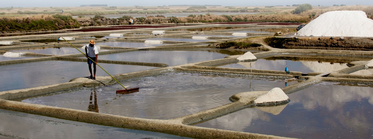 Paludiers harvesting sea salt by hand in the Guerande salt marshes, Brittany, France